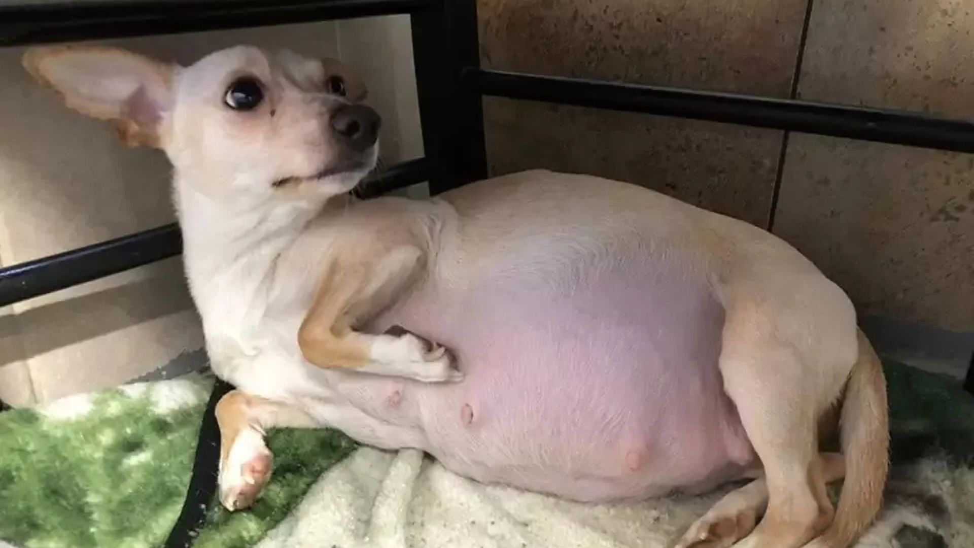 pregnant dog