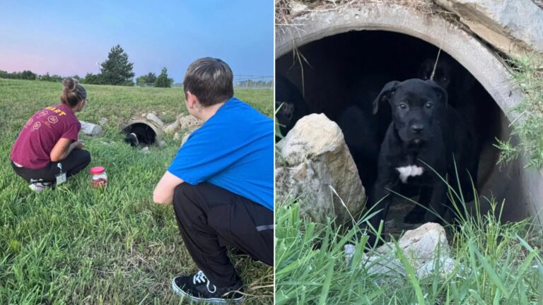 puppies hiding in storm drain