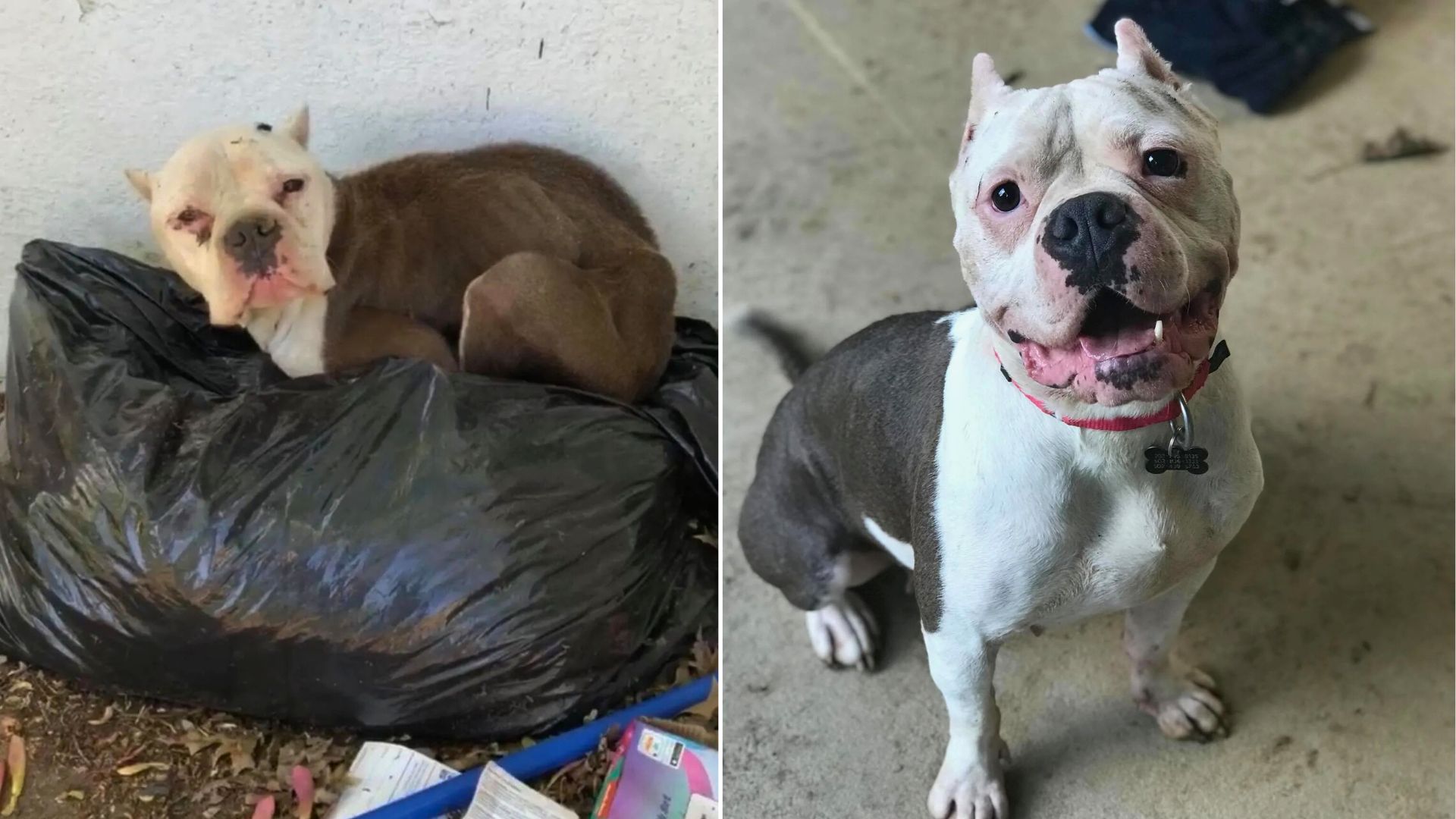 Kentucky Rescuers Couldn’t Believe Their Eyes When They Saw A Dog In A Trash Heap