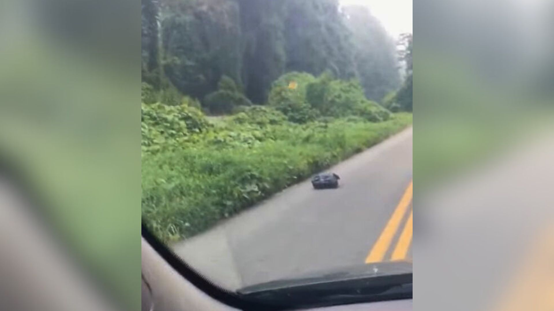 Kentucky Teacher Spots A Moving Bag On Her Drive And Uncovers Something She’ll Never Forget