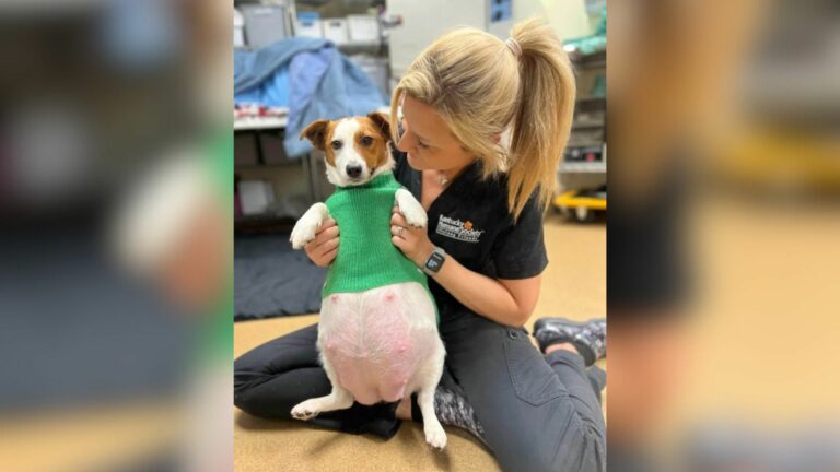 very pregnagnt dog