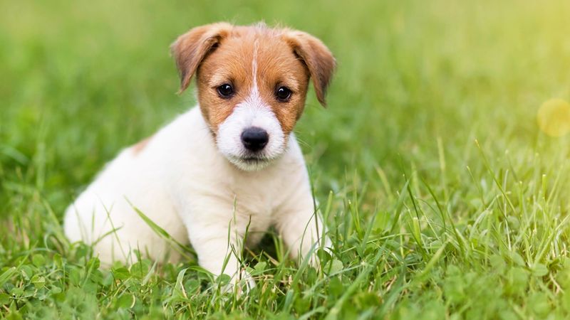 Ales for Adoptable Tails — Indianapolis, IN