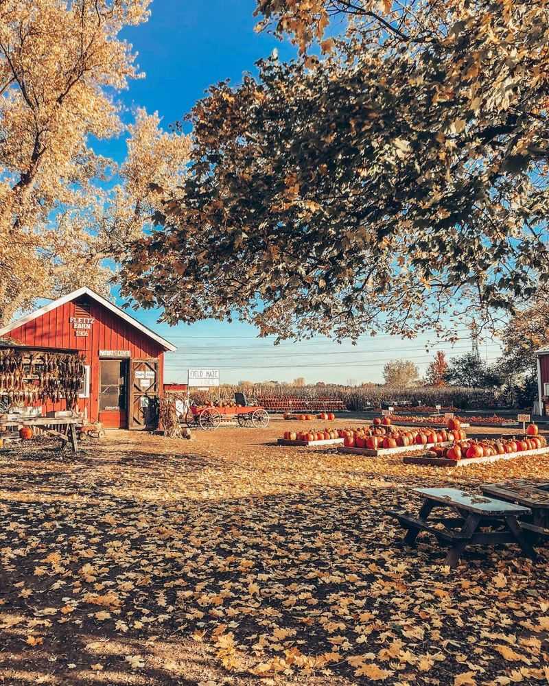 Fleitz Pumpkin Farm — Oregon