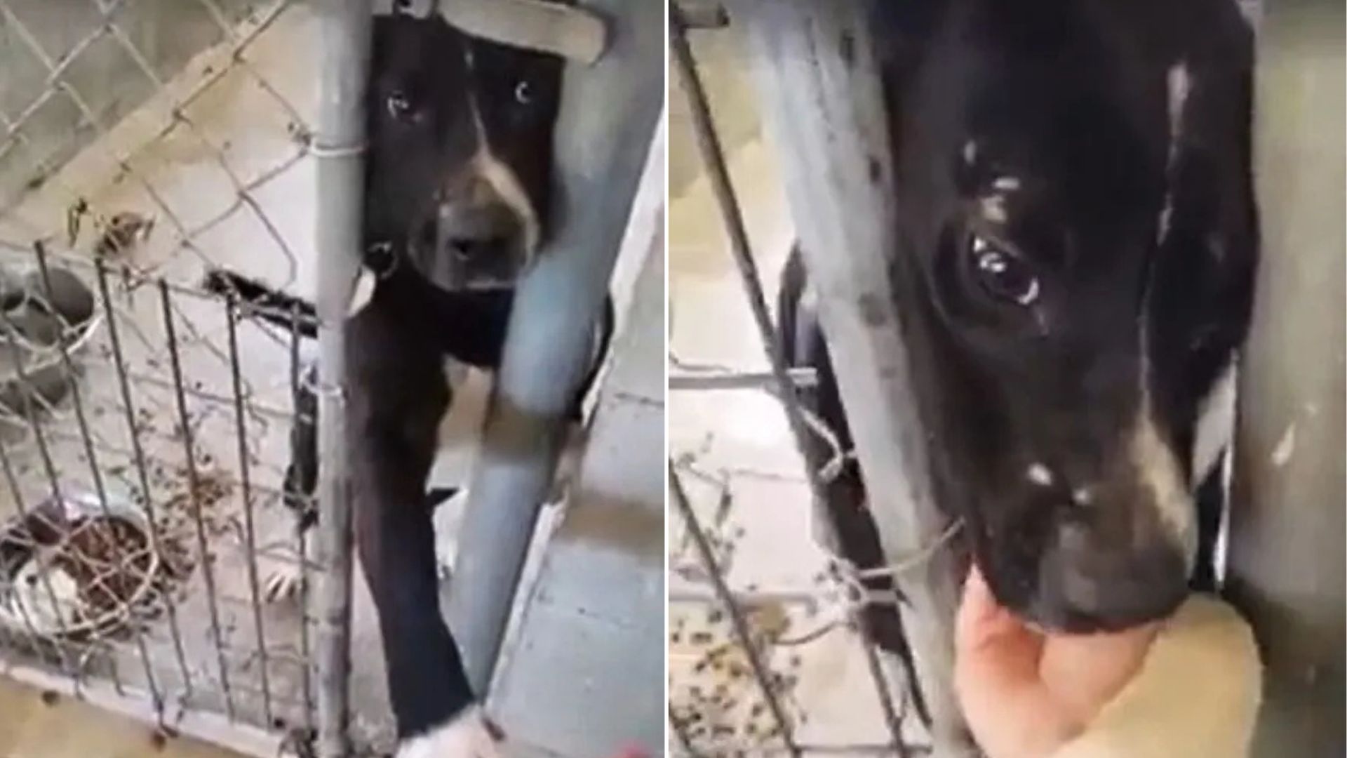 Lonely Alabama Shelter Dog Wants To Hold Hands With Strangers, Dreaming Of A Home