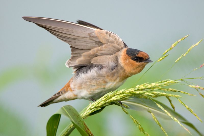 Cave Swallow