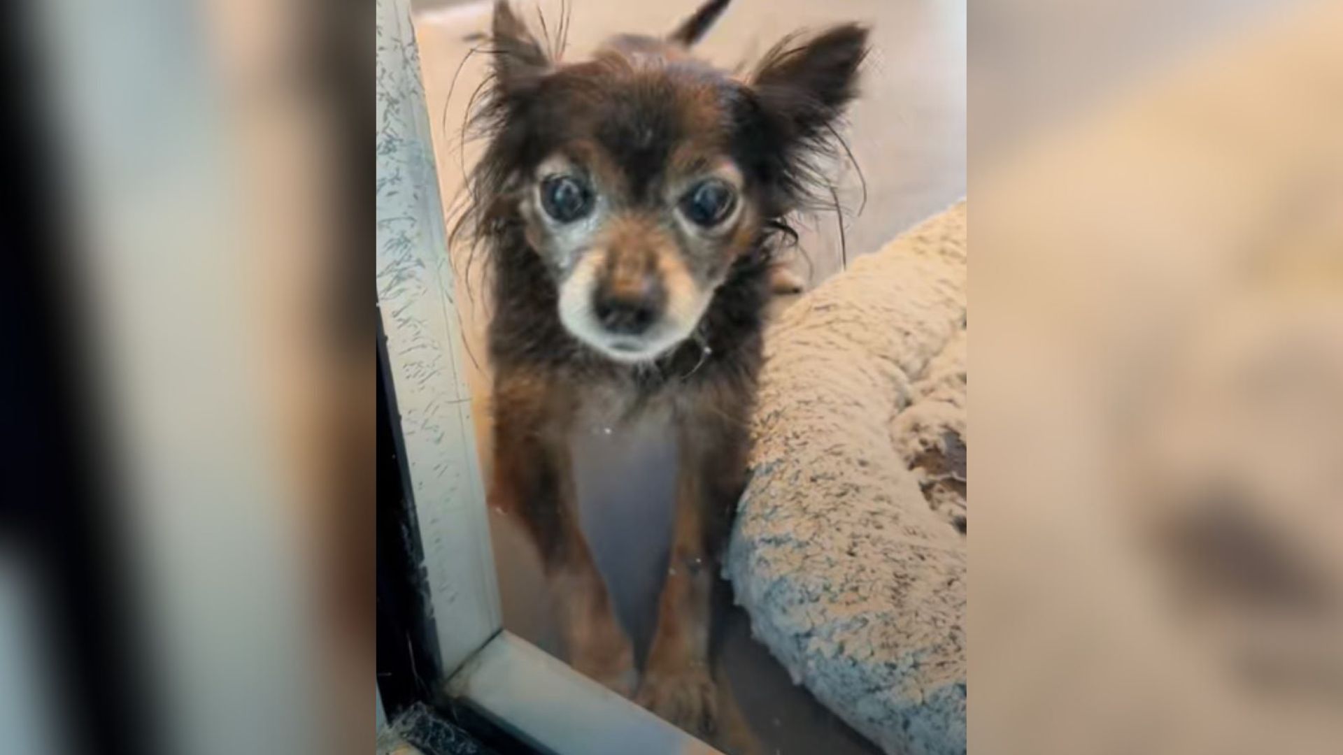 Louisiana Dog Given Up In Old Age Struggles To Find Someone Who’ll Love Her Again