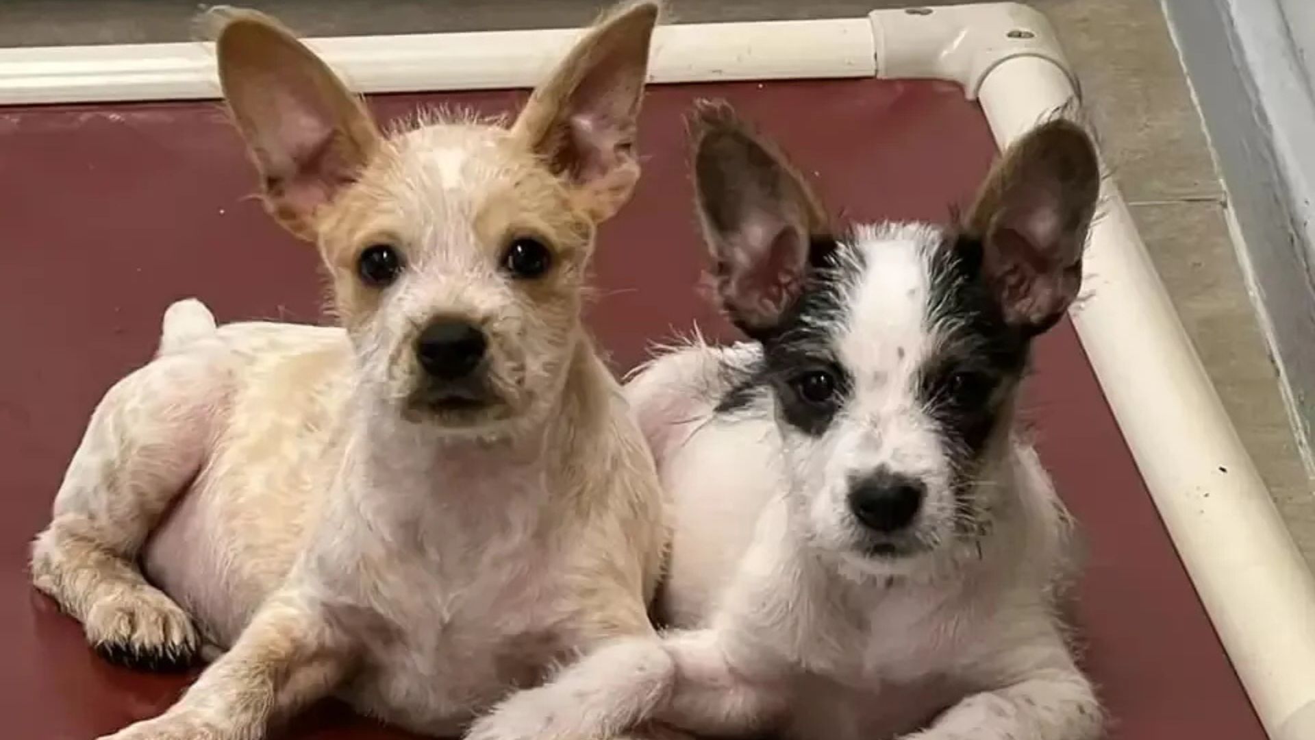 Louisiana Doggo Siblings Show Their Love In The Cutest Way By Holding Paws