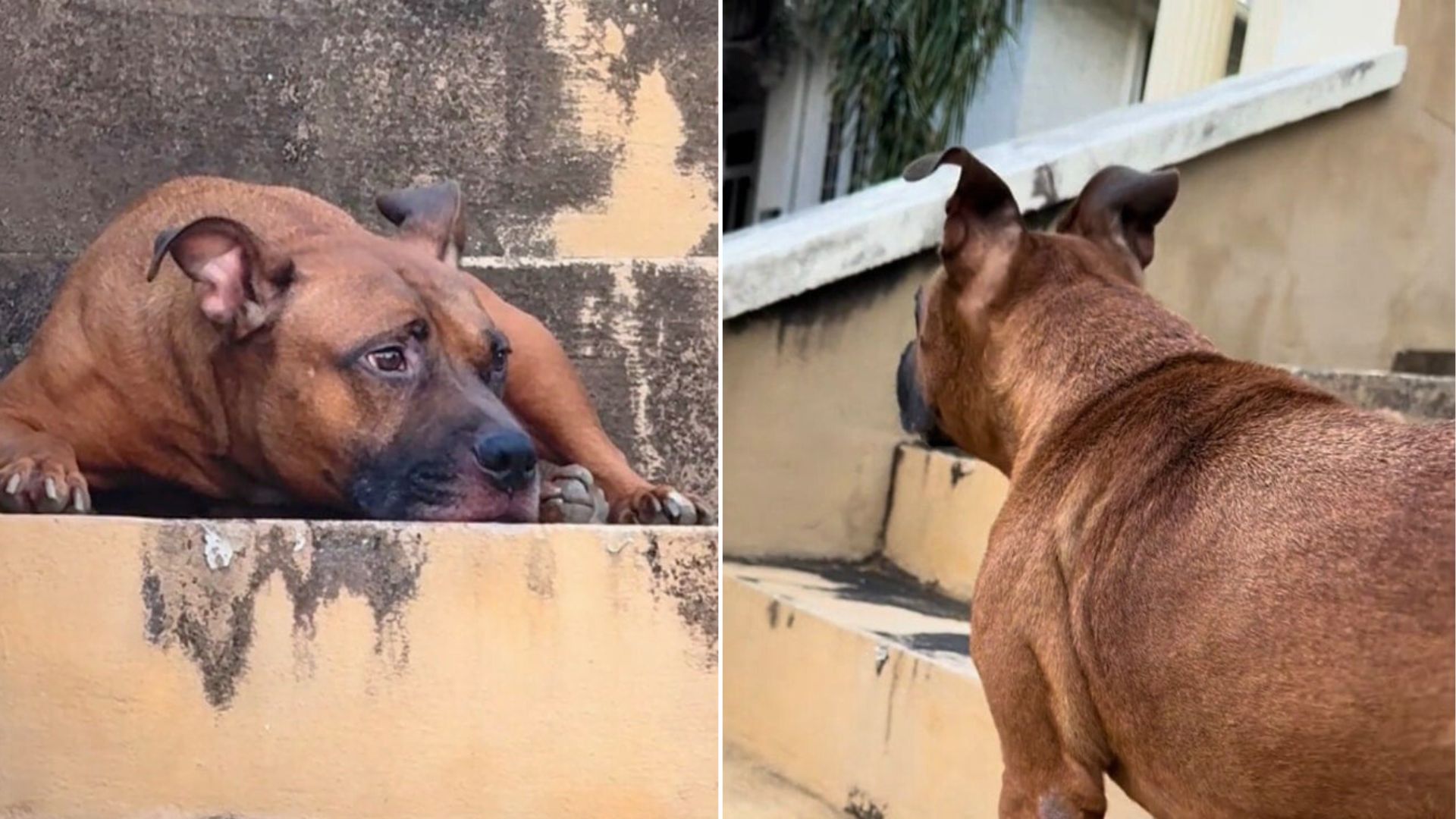 Louisiana Pup Waits Day After Day On Empty Porch, Still Believing His Owner Will Return