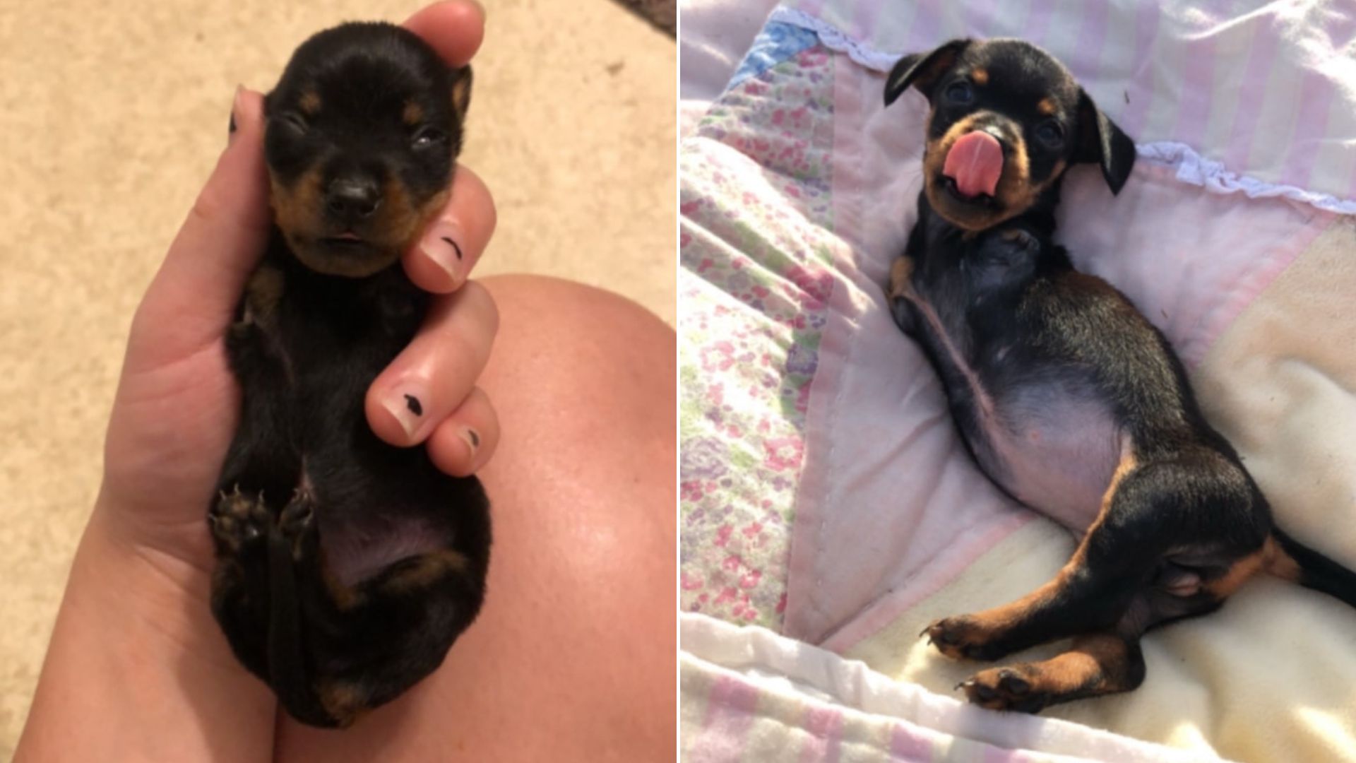 Louisiana Woman Saves Two-Legged Dog Labeled ‘Unlikely To Survive,’ Her Transformation Will Move You