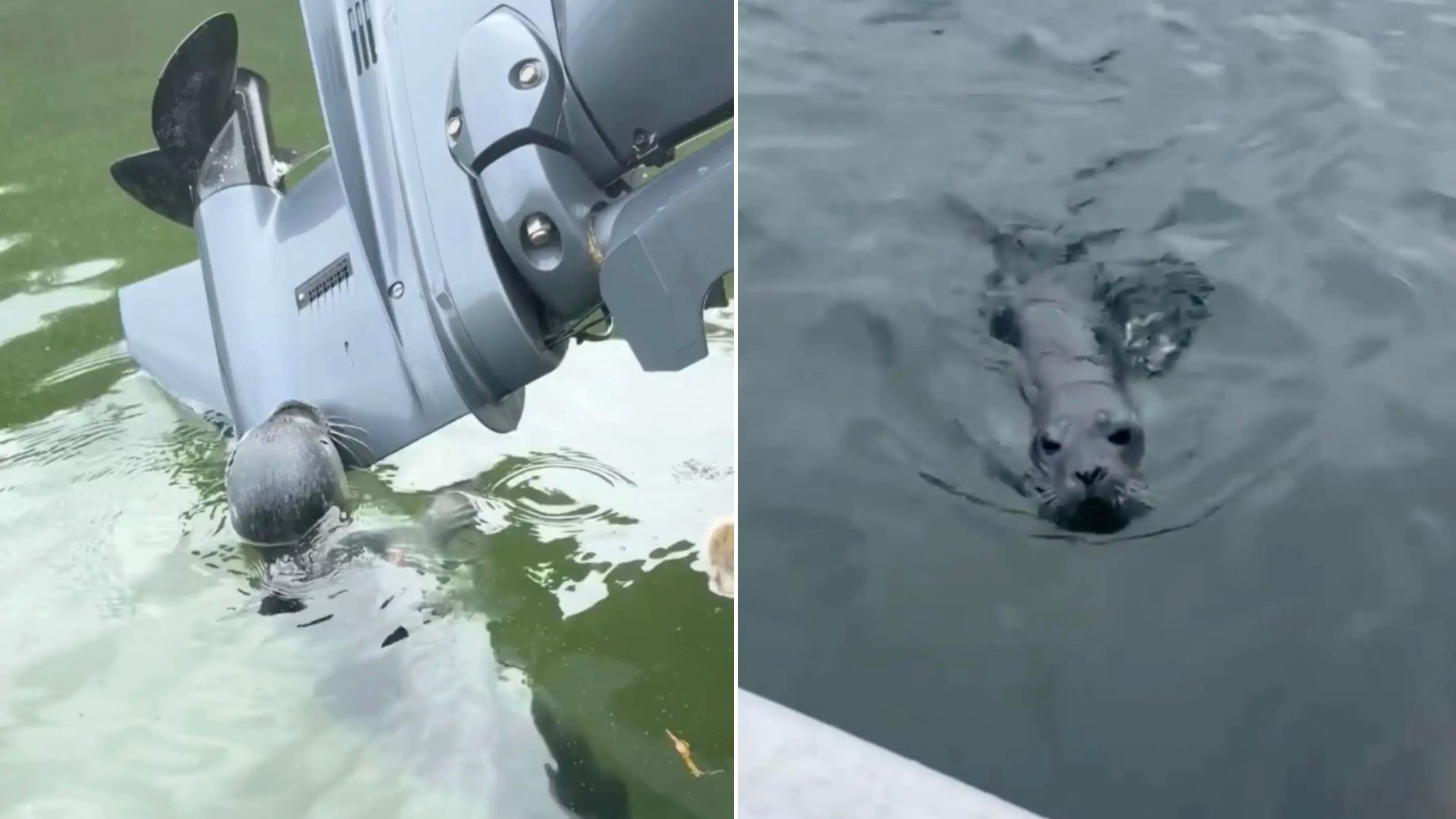 Maine Boaters Spot A Strange Blob On Their Engine And What They Discovered Shocked Them