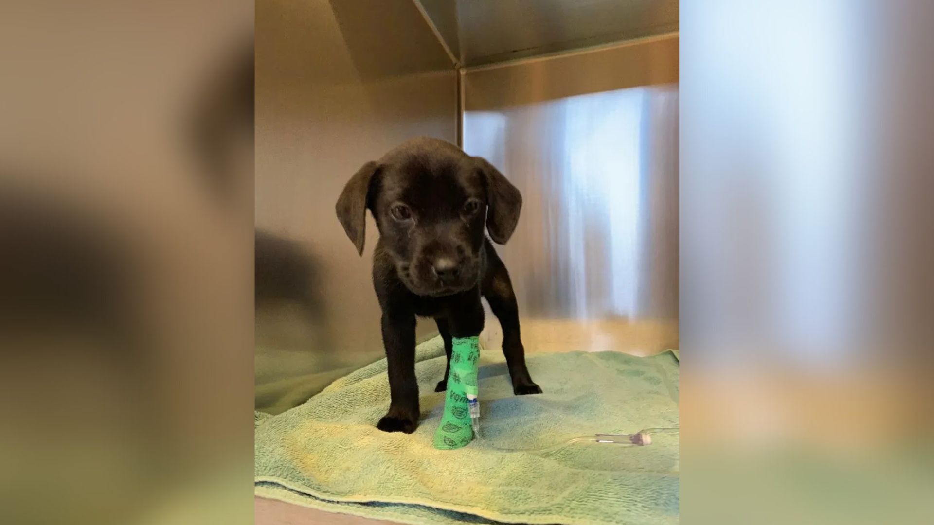 Maine’s Deaf Man Tears Up The Internet By Giving Deaf Puppy A Second Chance And Teaching Sign Language