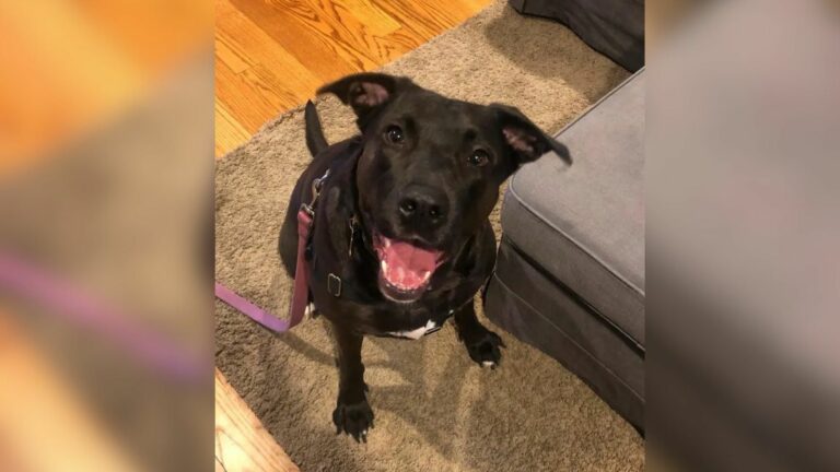 happy black dog