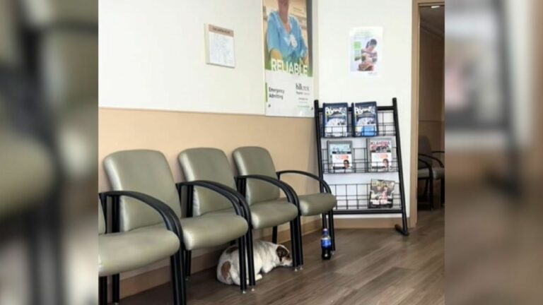dog laying under chair
