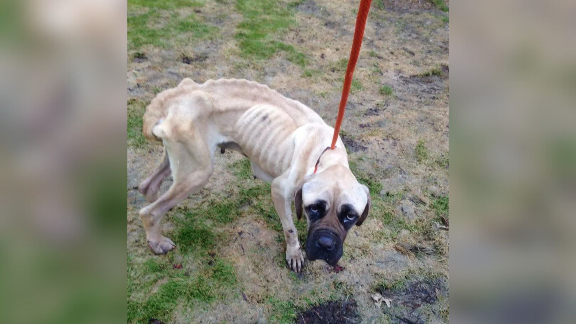 Maryland Dog’s Journey From Abuse To Love Will Break Your Heart And Heal It