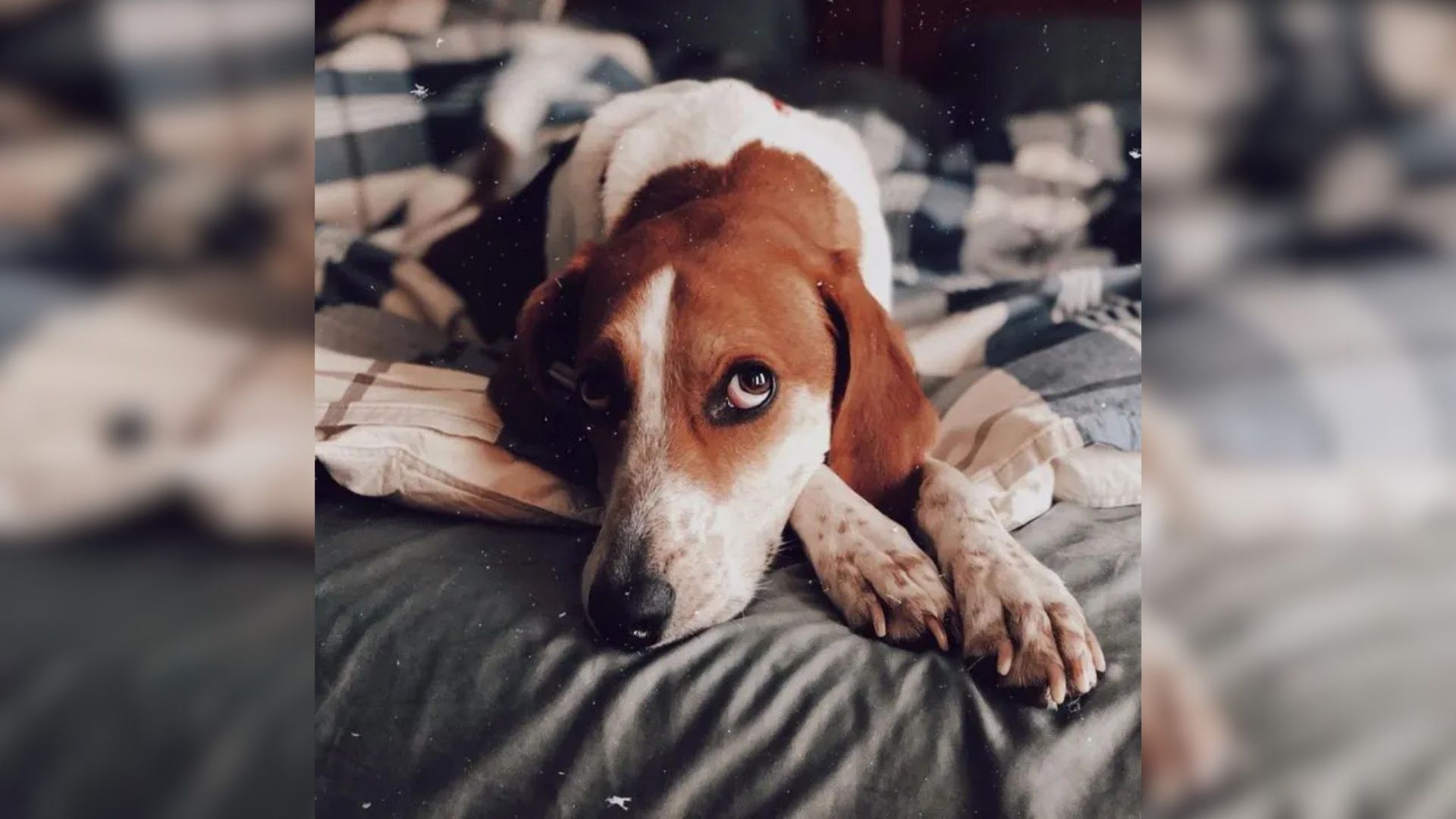 Maryland Family’s Joy Turns To Heartbreak When Their Dog Vanishes After Neighbor Visit