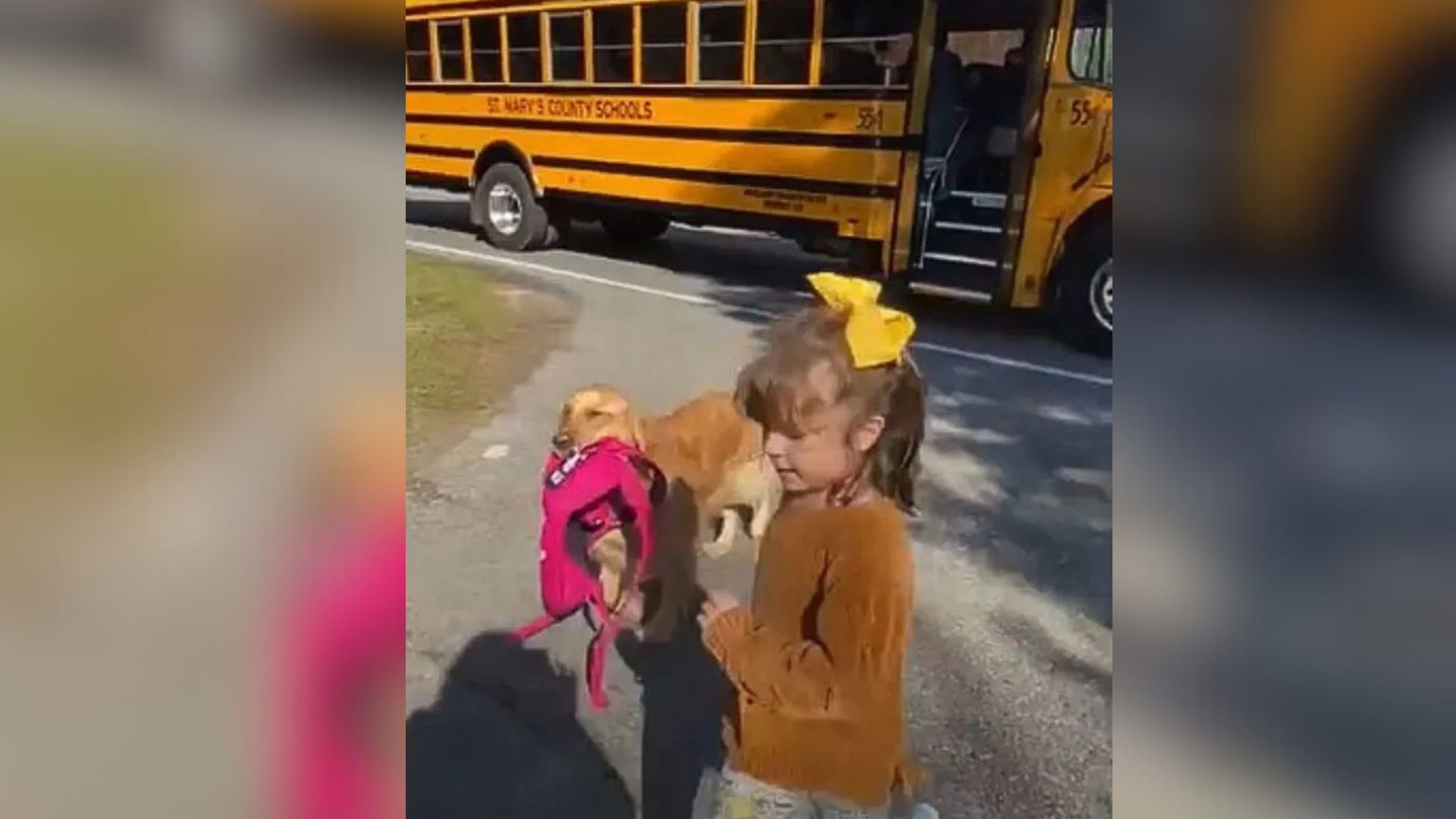 Maryland Pup Warms Hearts As He Shows Up At The Bus Stop Every Day To Greet His Favorite Human