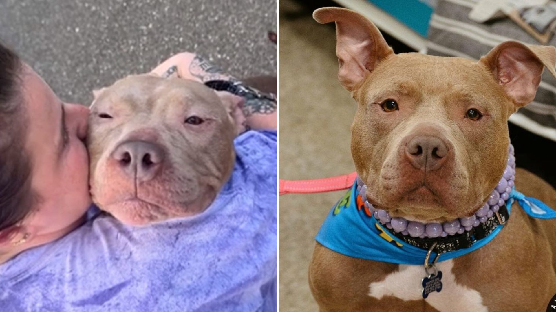 Maryland Shelter Dog Saved At The Last Minute By A Microchip Revelation