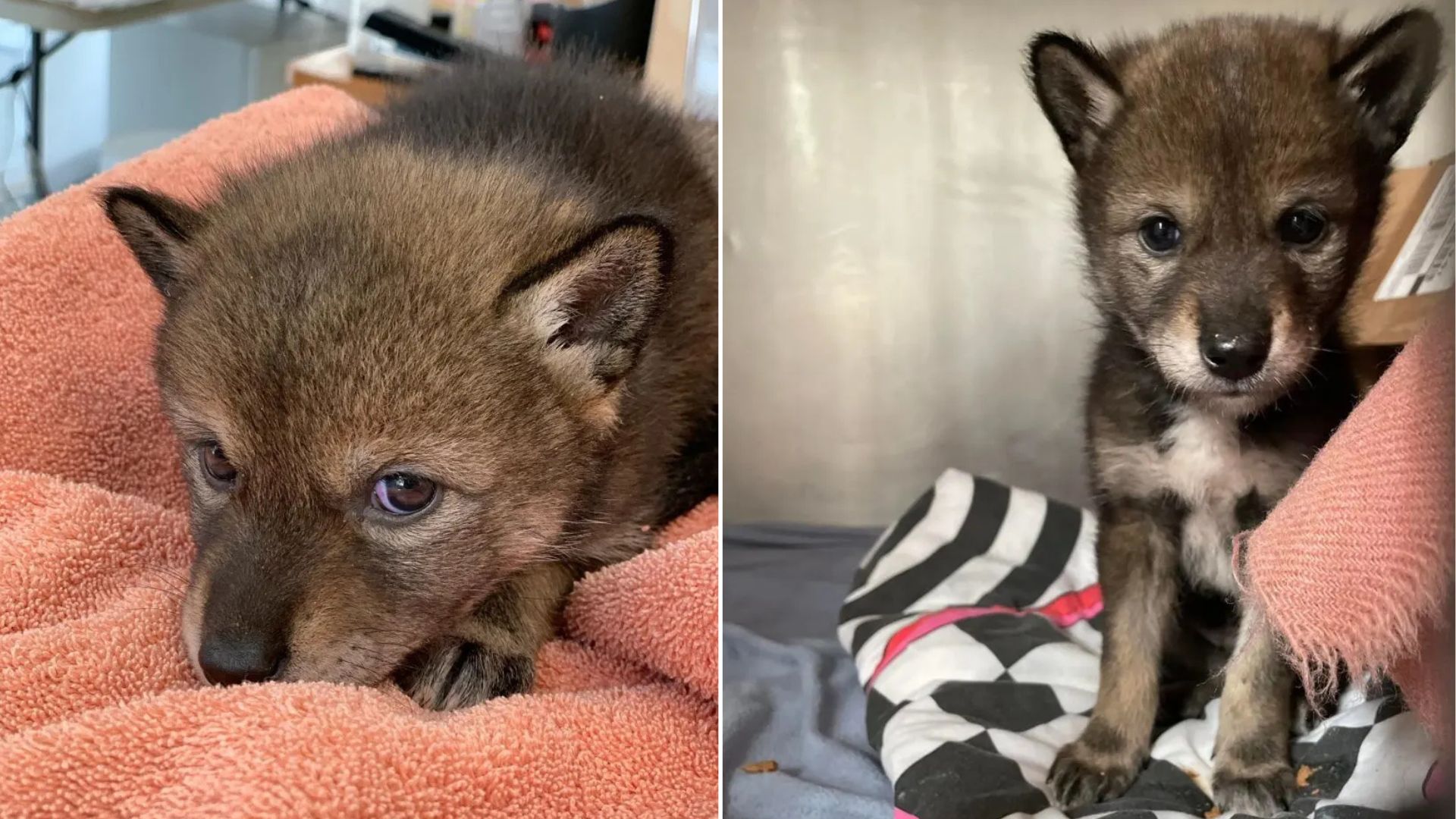 Massachusetts Family Believed They Saved An Abandoned Puppy But He Was Not A Pup At All