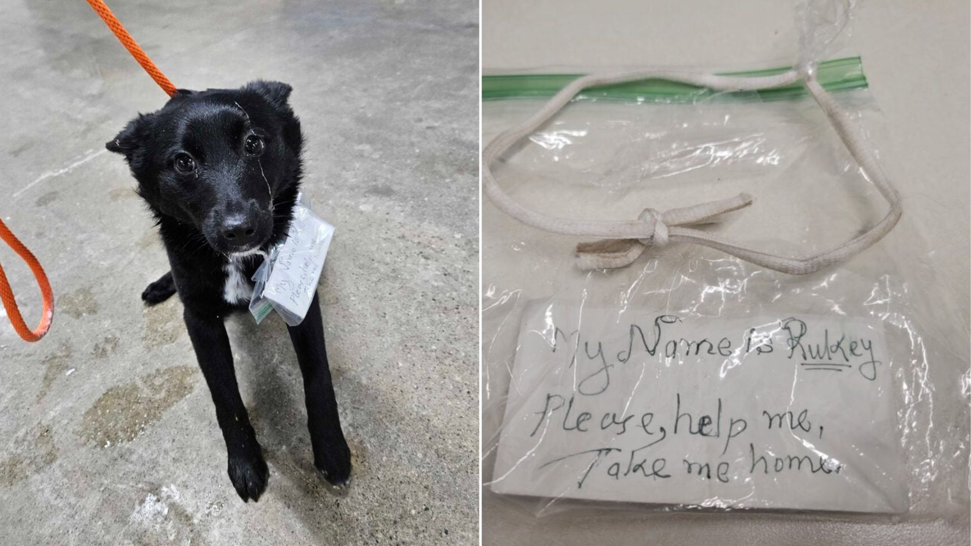 Michigan Dog Found With A Plea For Help Written By Someone Who Still Loved Her