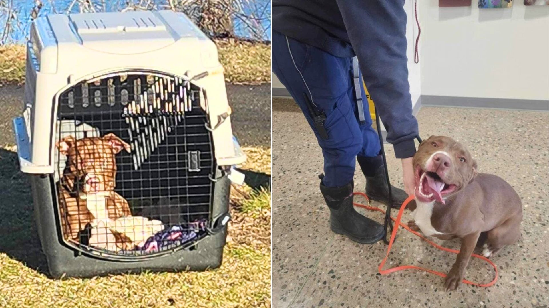 Michigan Dog Left Behind With All His Belongings Can’t Believe Someone Came For Him