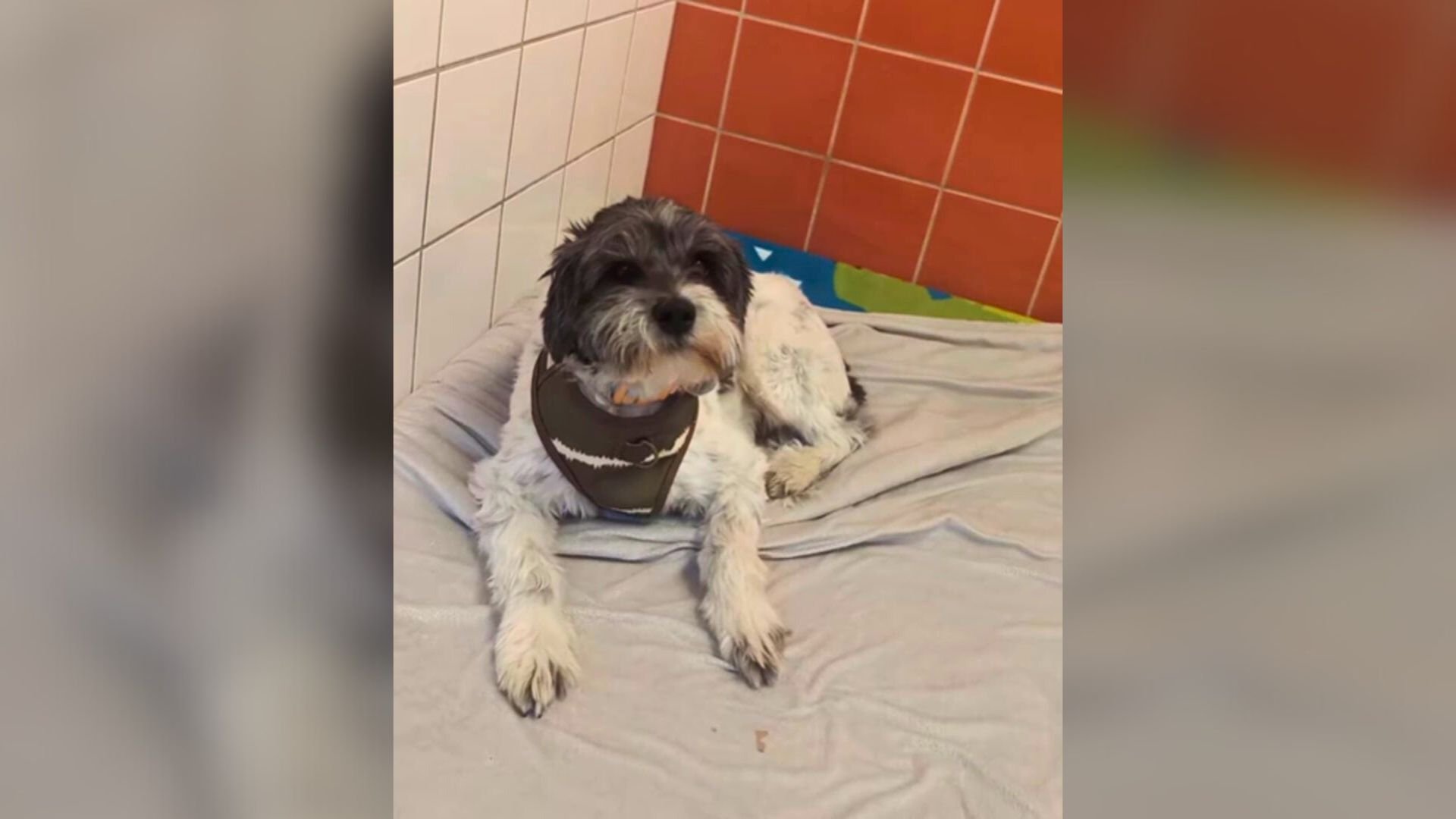 Michigan Dog Thought He Found His Forever Home, But Was Returned In Less Than 10 Minutes