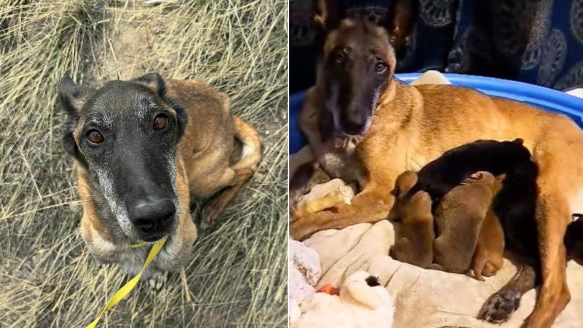 Michigan Mama Dog Forced To Live Without Her Puppies Because Humans Deemed Her ‘Too Dangerous’