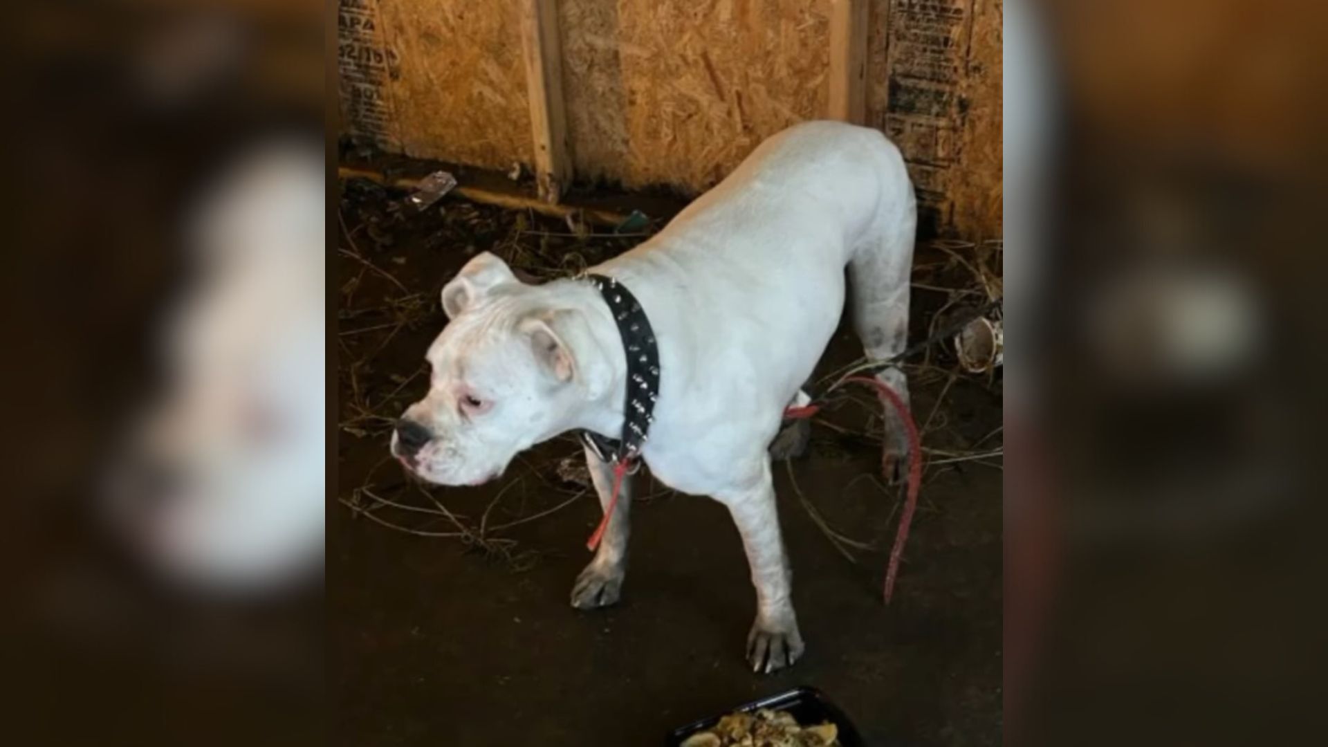 Michigan Rescuer Saves Dog Left In Parking Garage, Then Unveils His Devastating Story