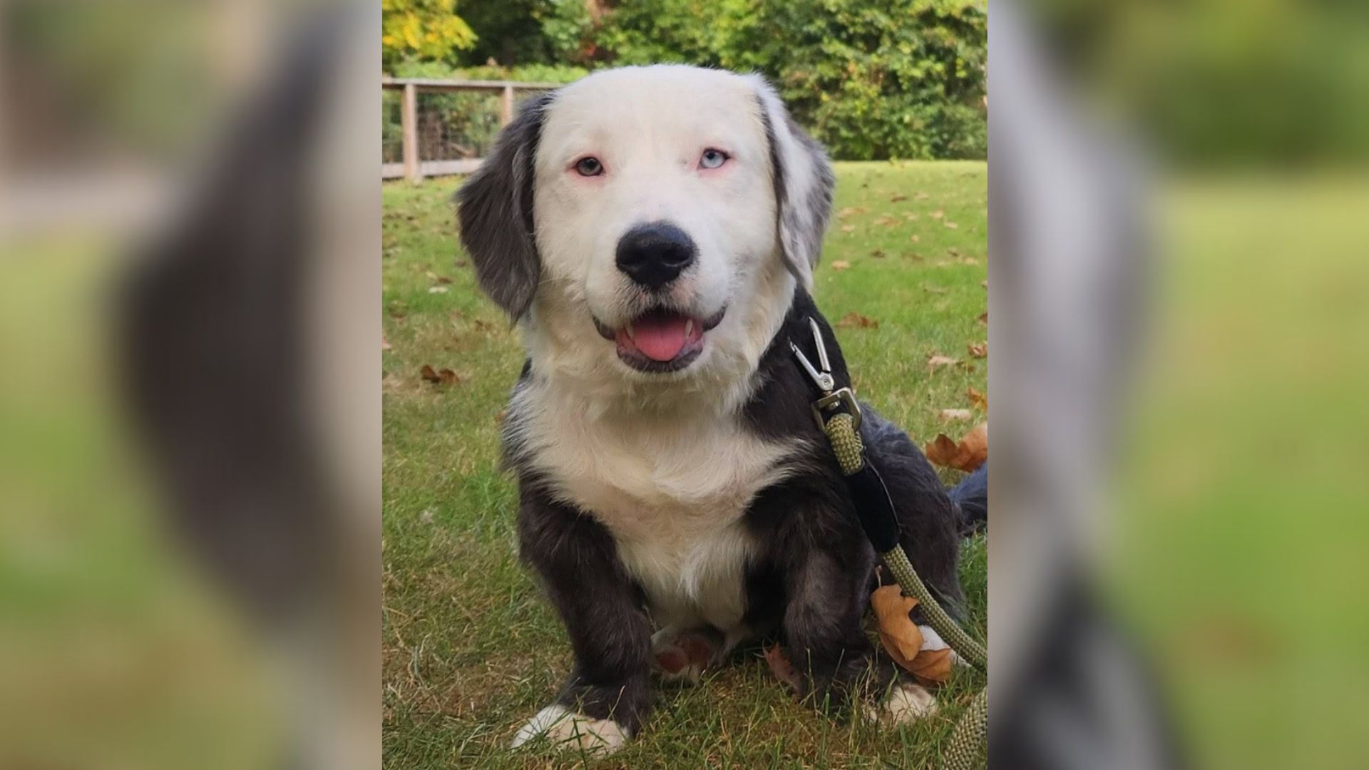 Michigan Woman Adopts A ‘Corgi’ With The Silliest Look That Calls For A DNA Test