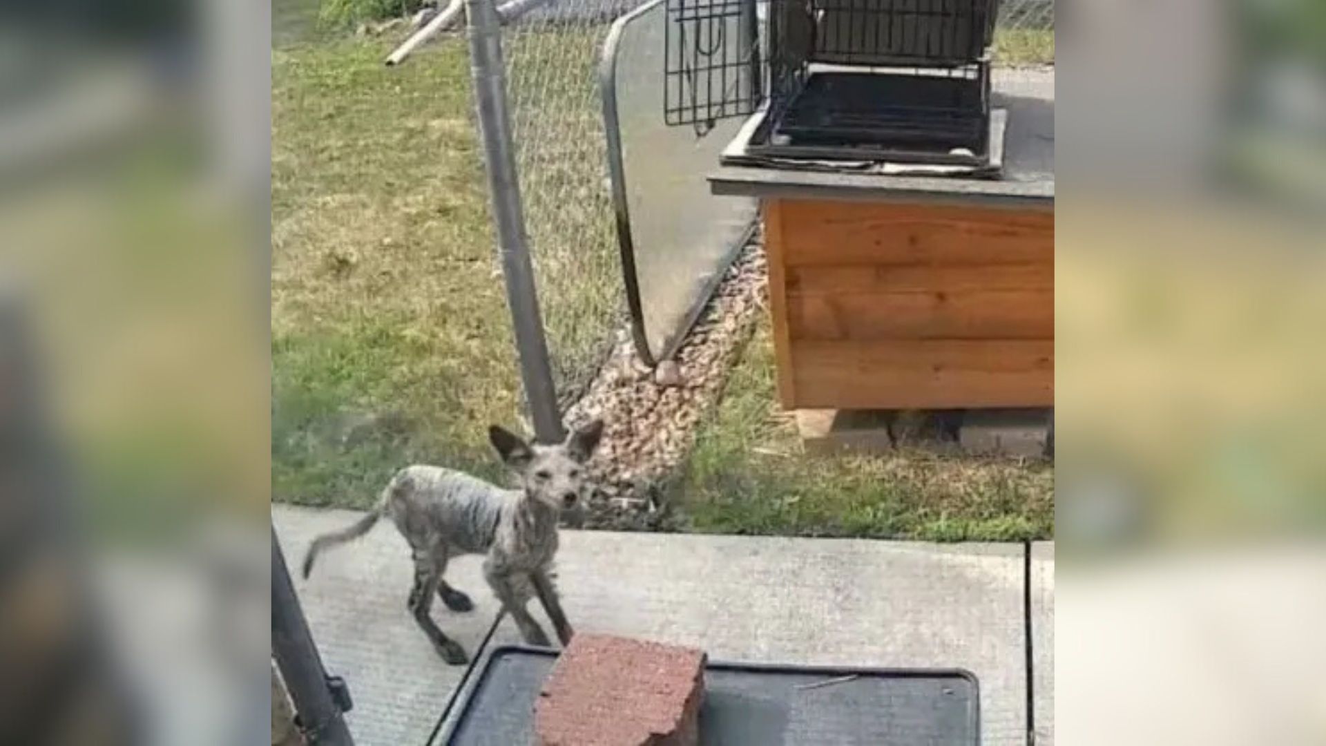 camera caught fox in the yard