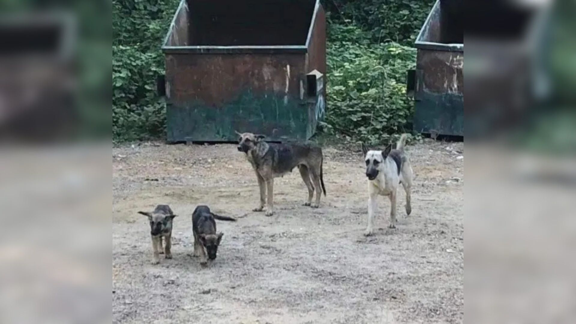 Mississippi Passerby Shocked To See Family Of German Shepherd Near Dumpsite With No Food