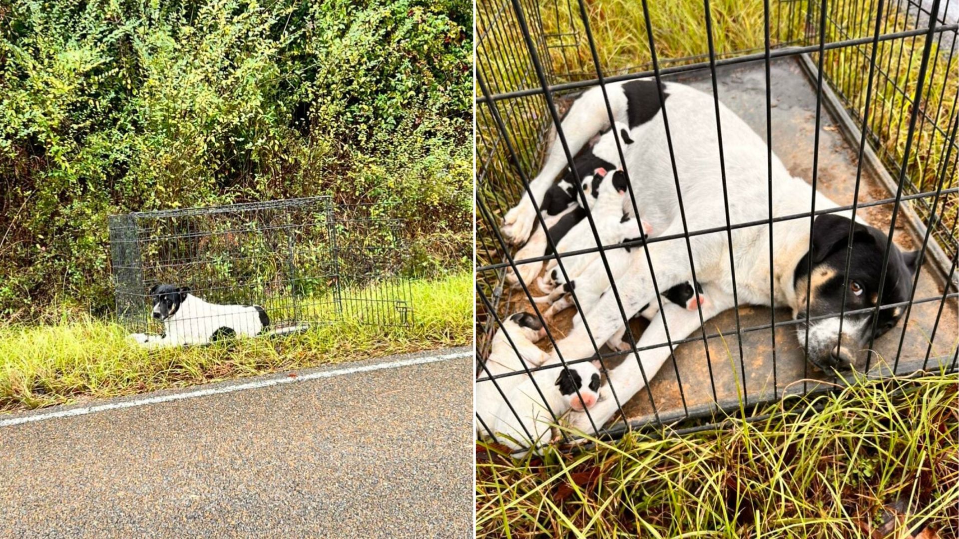 Mississippi Rescuer Stops For A Lonely Dog And Uncovers A Tender Secret Beneath Her Paws