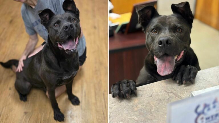 black shelter pup