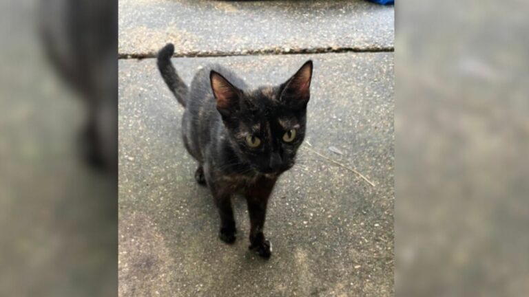 little black cat