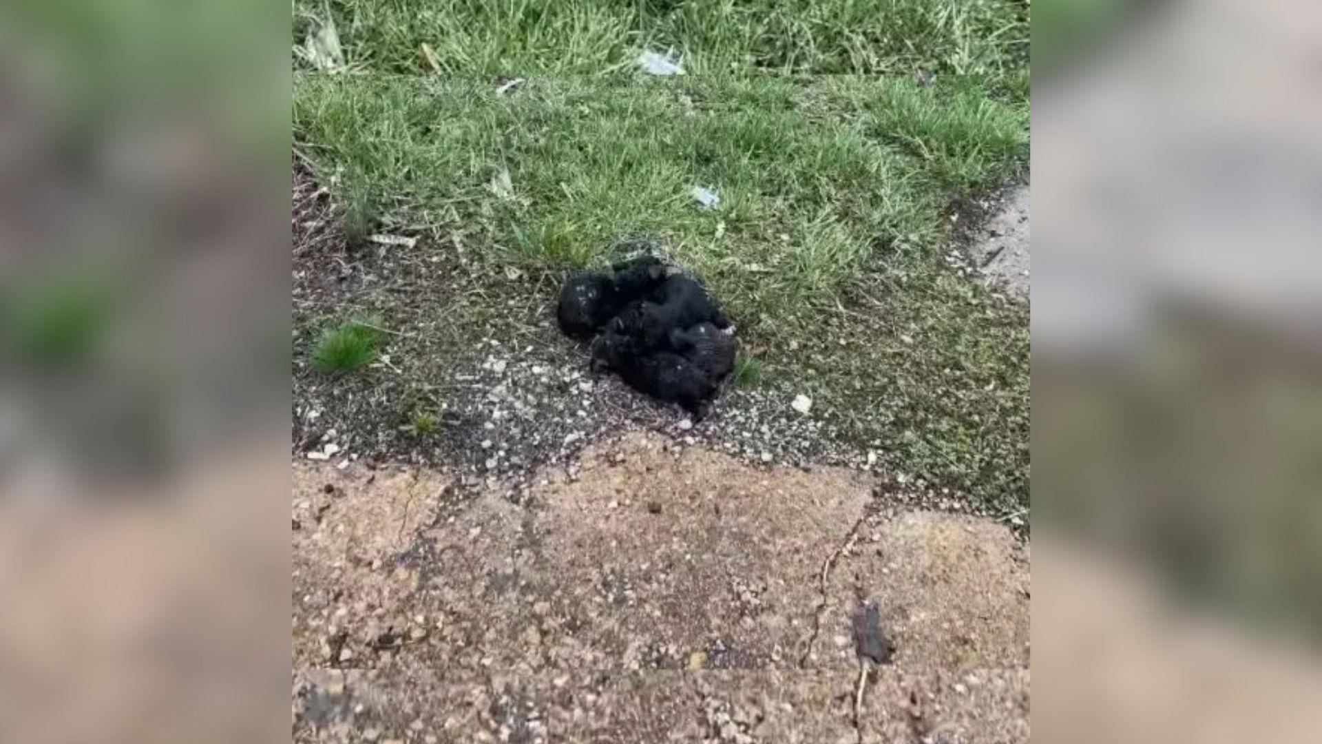 Missouri Bus Driver Sees Something Fluffy And Moving On The Road, Then Finds Out What It Is