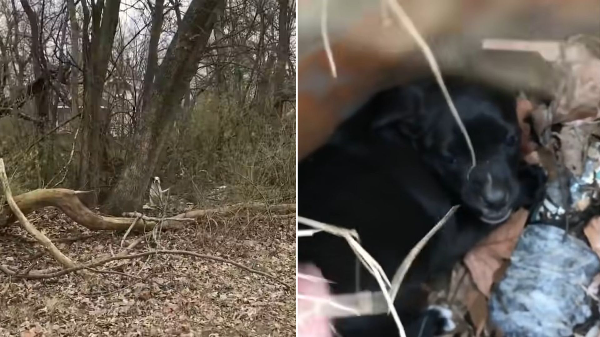 Missouri Dog Leads Rescuers Through Abandoned Streets To Her Trapped Puppies