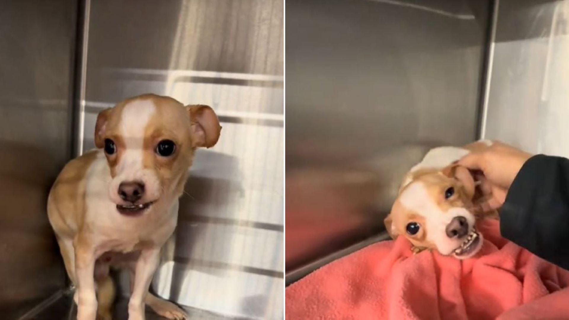 Missouri Dog Rejected For His Underbite Waits For Someone To See His Heart