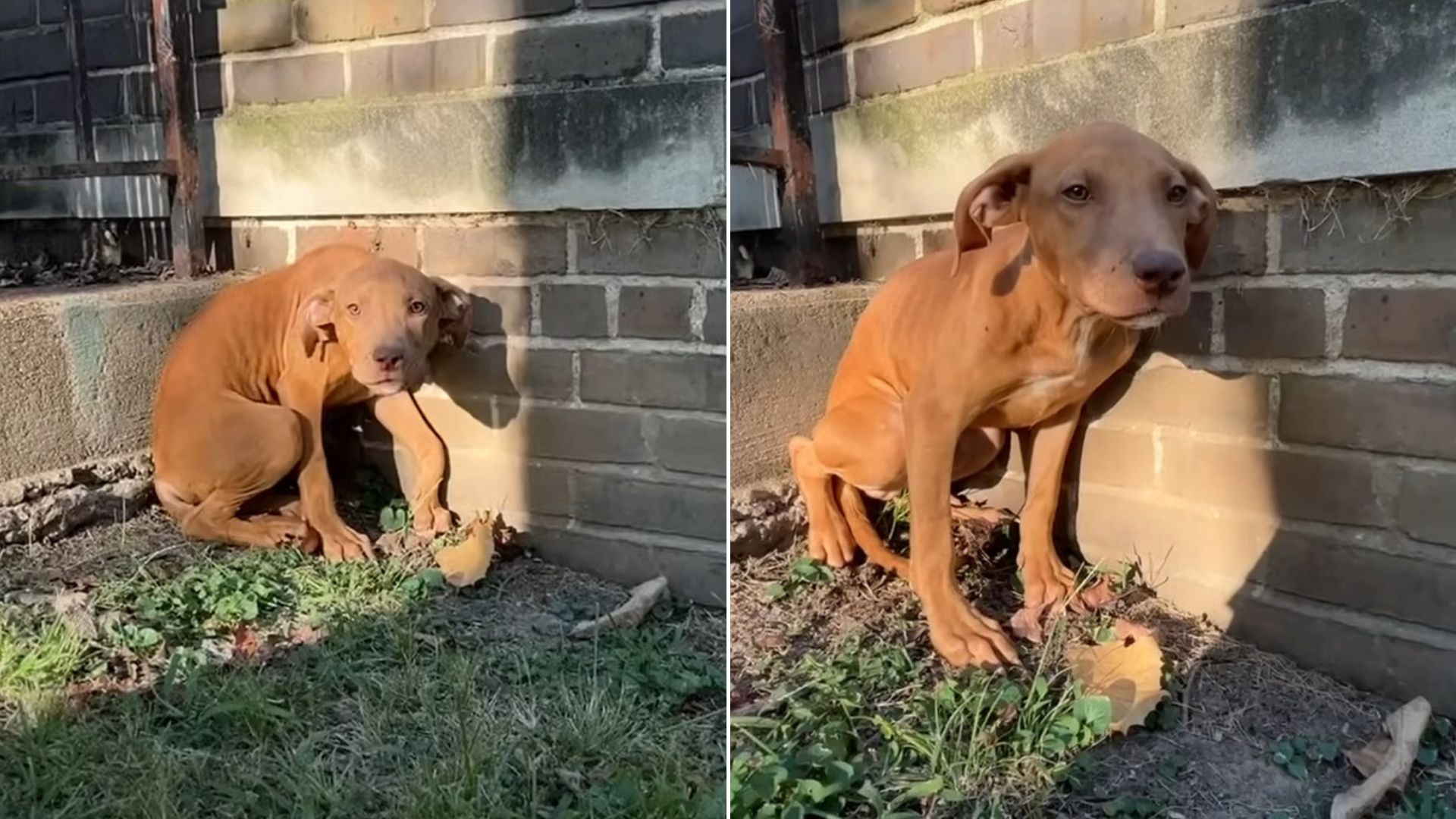 Missouri Dog Who Was Starving Finds A New Beginning Thanks To Kind-Hearted Rescuers