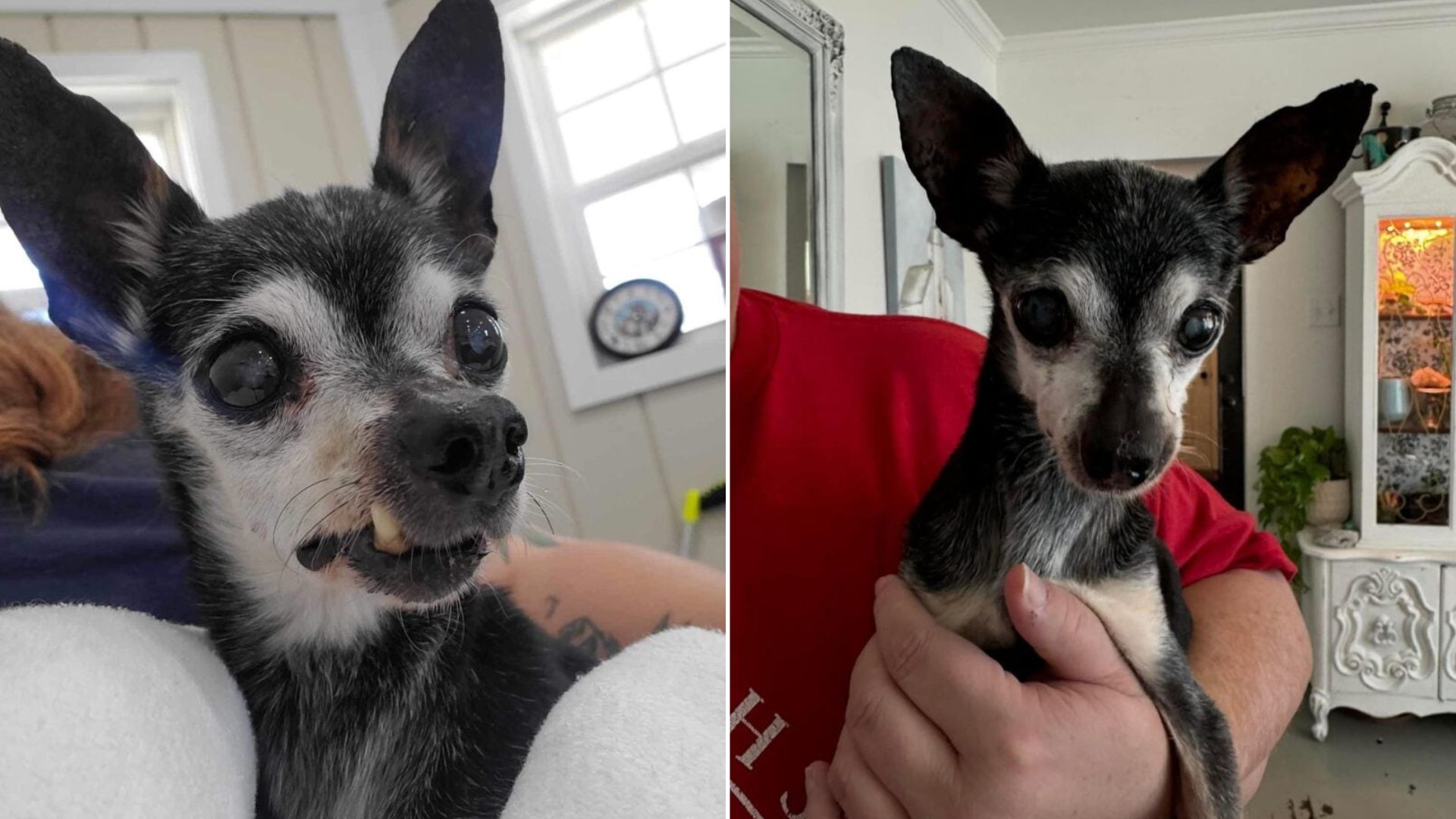 Missouri Family Leaves Senior Dog Behind, But Rescuers Refuse To Give Up On Him
