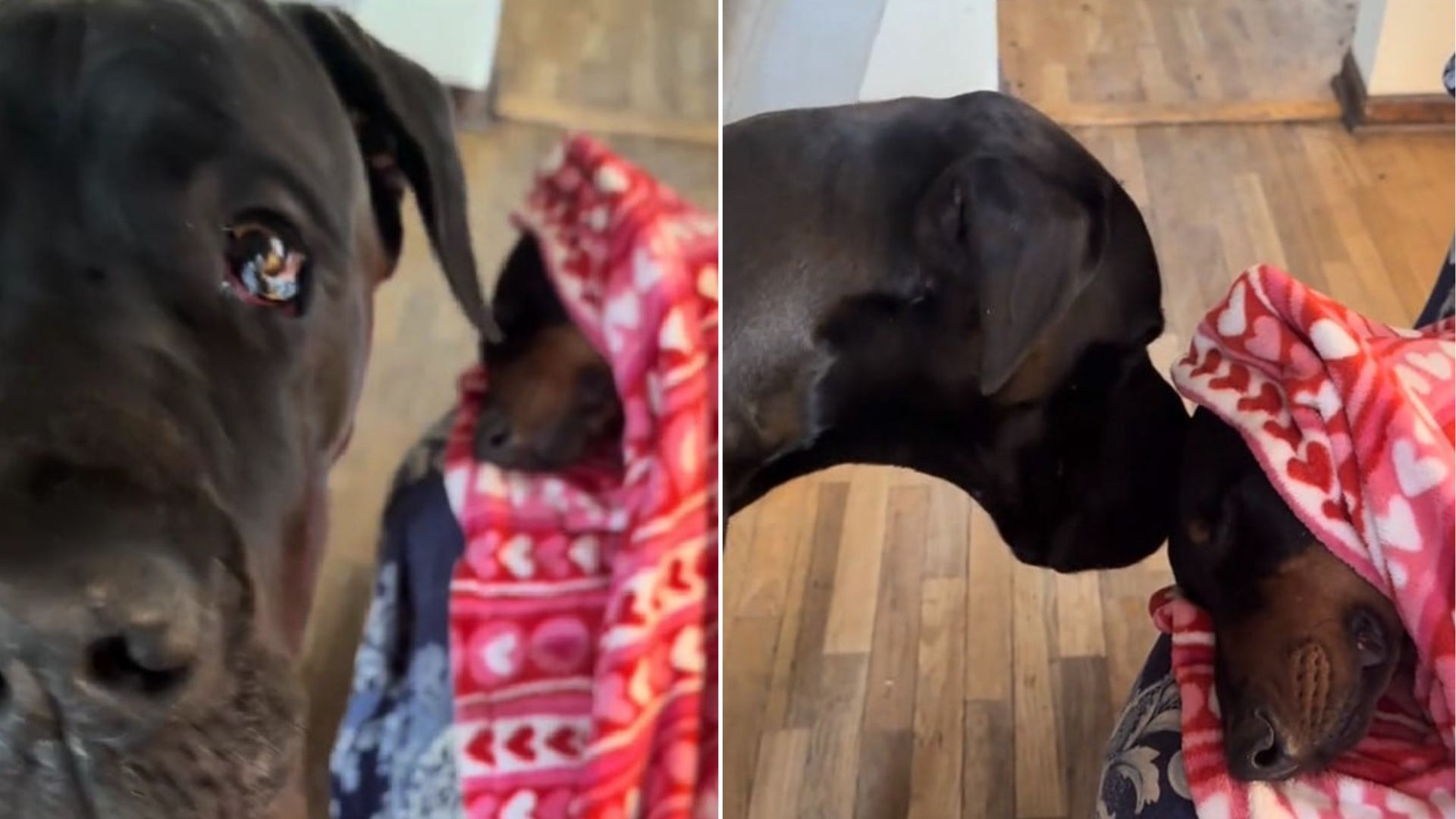 Missouri Great Dane Melts Everyone’s Hearts By Checking On His Sleeping Brother