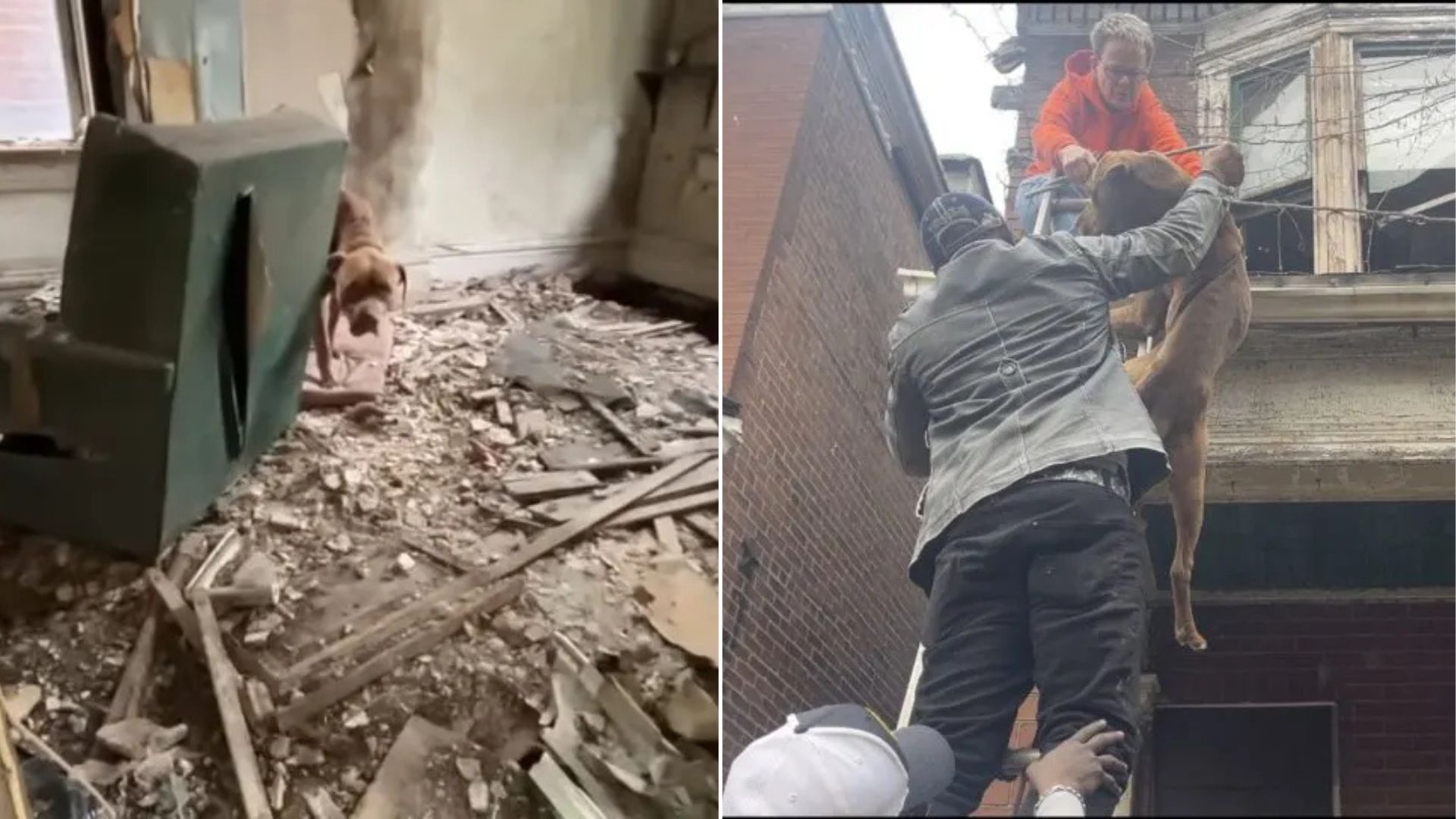 Missouri Pup Balanced On A Dangerous Roof Finds Safety In The Most Epic Way