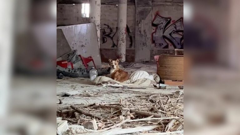 dog in abandoned building