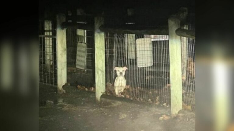 dog left in dog park