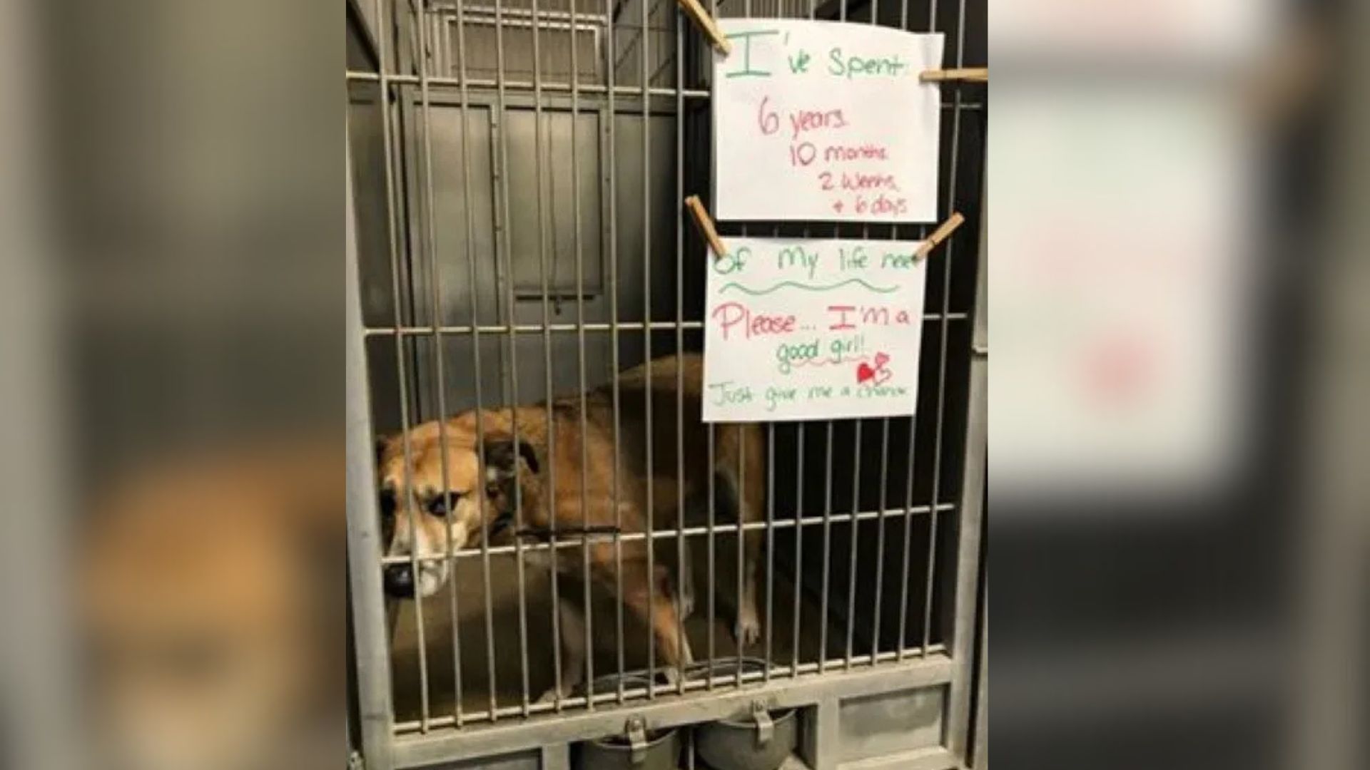 Missouri Pup Spends A Decade Behind Shelter Bars Before Someone Finally Notices Her