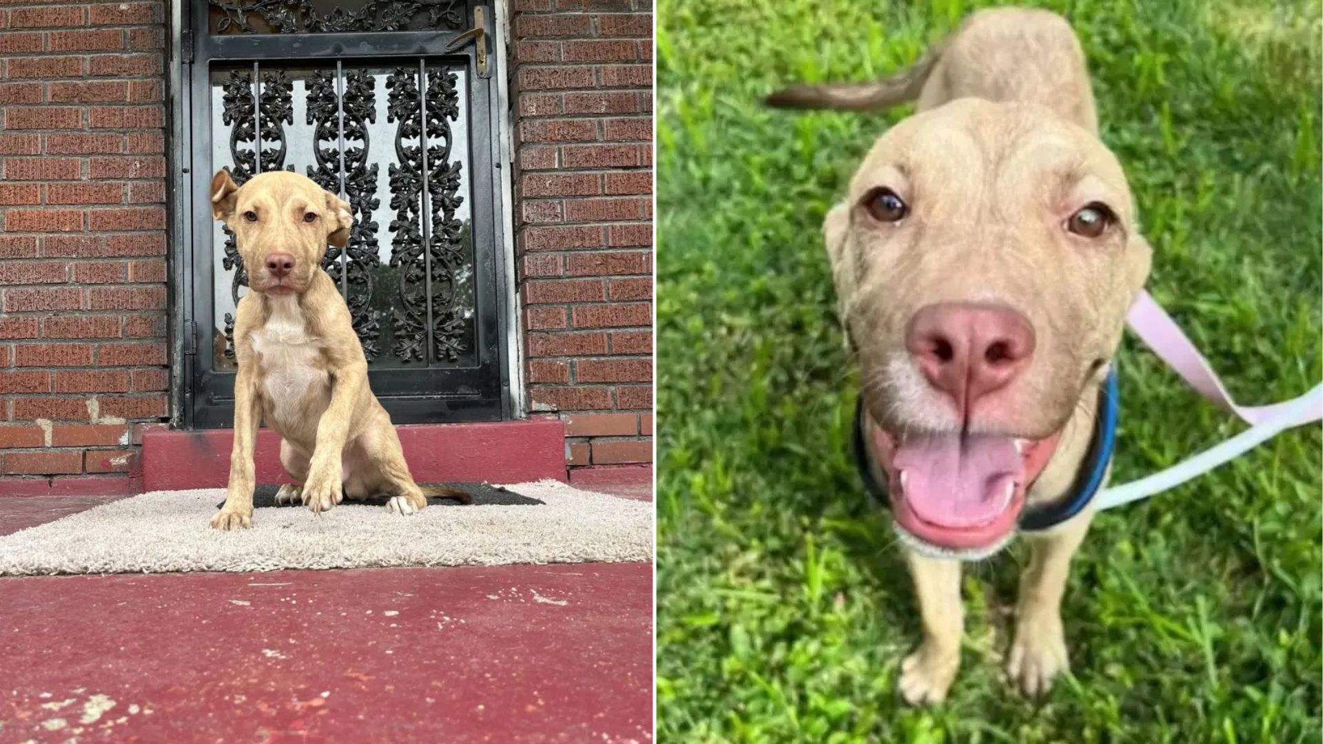 pup walks onto a family porch