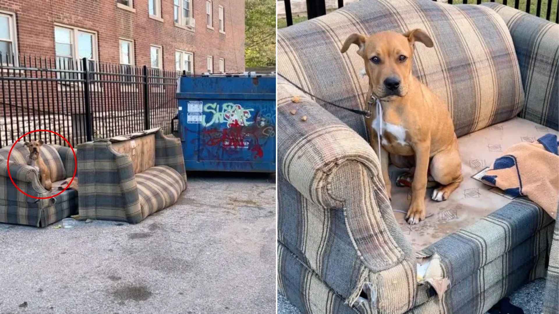 Missouri Puppy With The Saddest Eyes Found Tied To A Fence As He Begs For Help