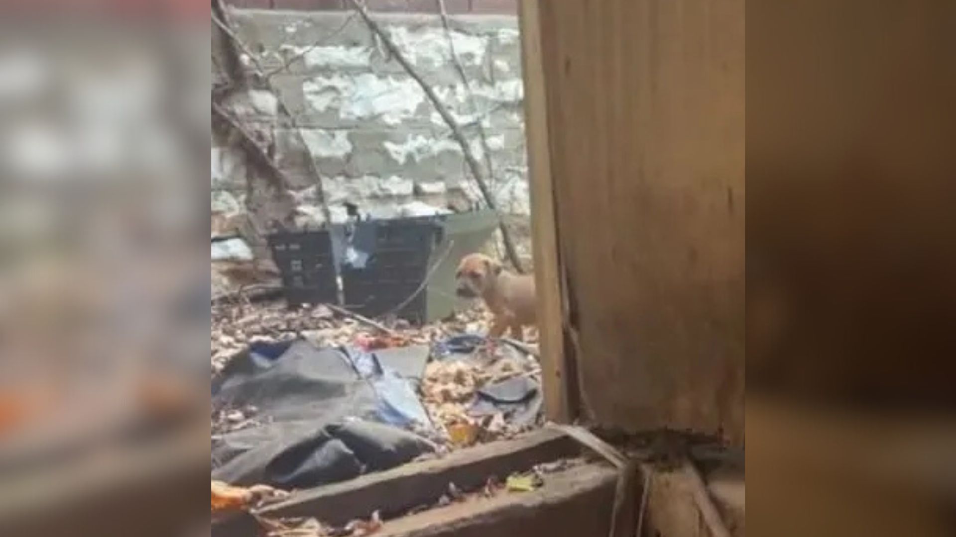 Missouri Rescue Turns Magical As More Tiny Paws Appear From Nowhere