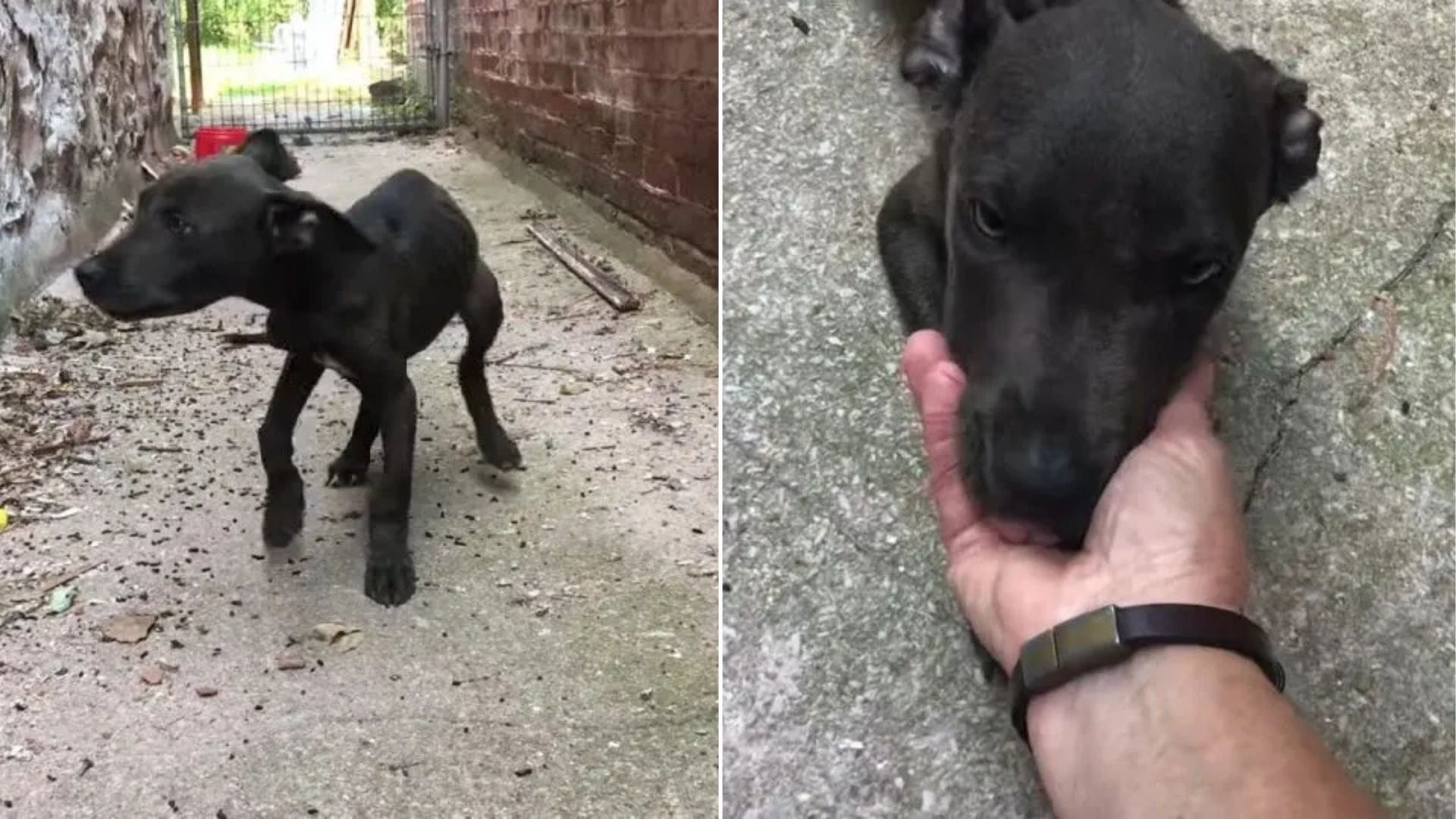 Missouri Rescuers Find Starving Puppy In Alleyway And Are Heartbroken By His Condition