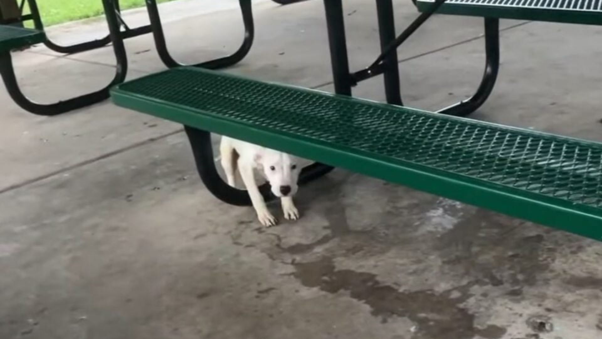 Missouri Rescuers React With Shock To The Discovery Of A Furry Baby Tied To A Picnic Table