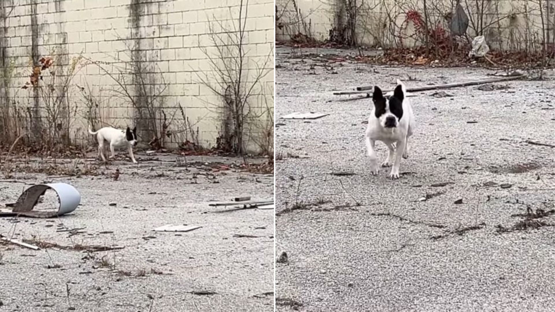 Missouri Stray Dog Waited Patiently On The Streets Until A Rescuer Finally Changed His Life