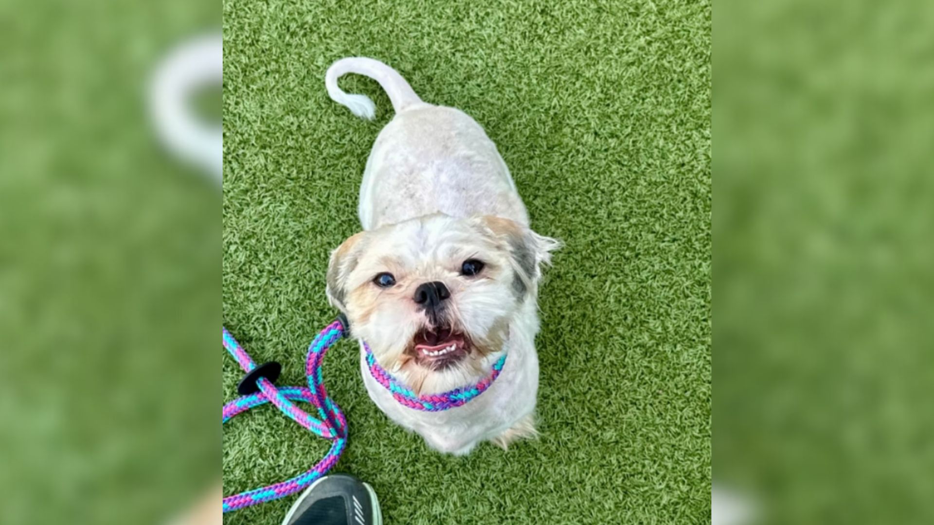 Missouri Stray Dog’s Arrival To Shelter Leads To Shocking Microchip Discovery